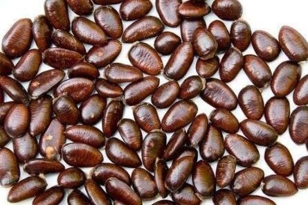 JMS 15Pcs Custard Apple Seeds Srikaya Fruits