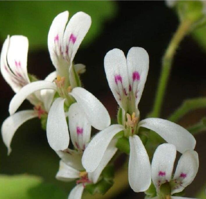 JMS Pelargonium Odoratissimum - Sweet-Scented Pelargonium - Peppermint Pelargonium - Apple-Rose-Scen