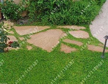 JMS 200 Pcs Herniaria Glabra Herb - Green Carpet - Ground Cover Seeds