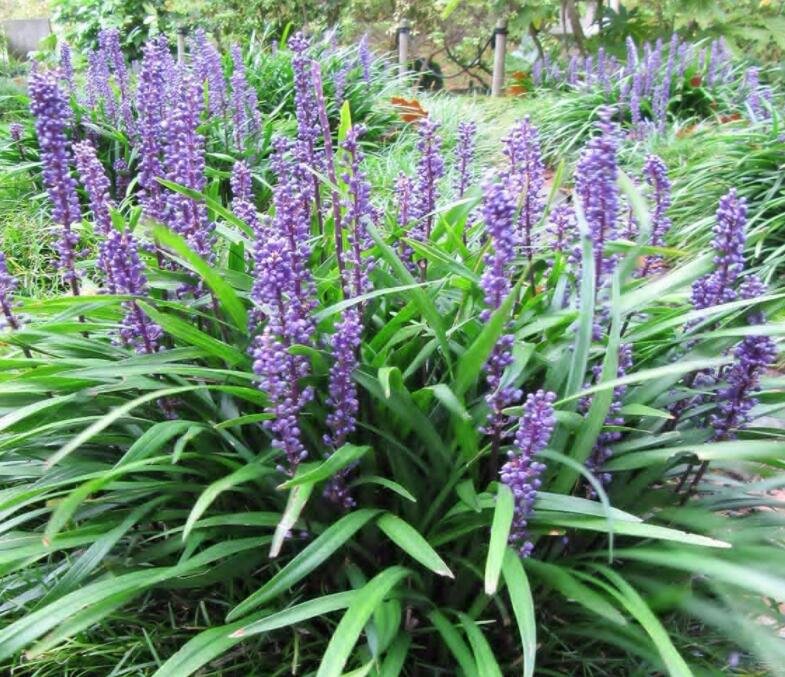 JMS 50 Seeds Liriope Muscari Bulk Wholesale Seeds For Planting Lilyturf Big Blue Lilyturf Non-Hybrid