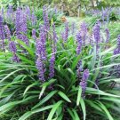 JMS 50 Seeds Liriope Muscari Bulk Wholesale Seeds For Planting Lilyturf Big Blue Lilyturf Non-Hybrid