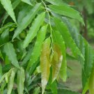 JMS 20 Polyalthia Longifolia Seeds,Ashoka Tree Seeds, Indian Mast Tree, Variety Pendula