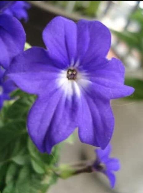 JMS 100Pcs Browallia Amethyst Flower / Bush Violet Flower Seeds
