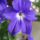 JMS 100Pcs Browallia Amethyst Flower / Bush Violet Flower Seeds