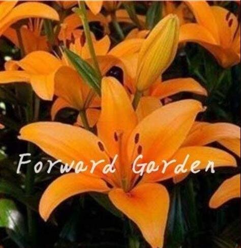 JMS 100Pcs Colorful Lily Seeds