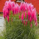 JMS 200 Pampas Seeds For Patio And Garden