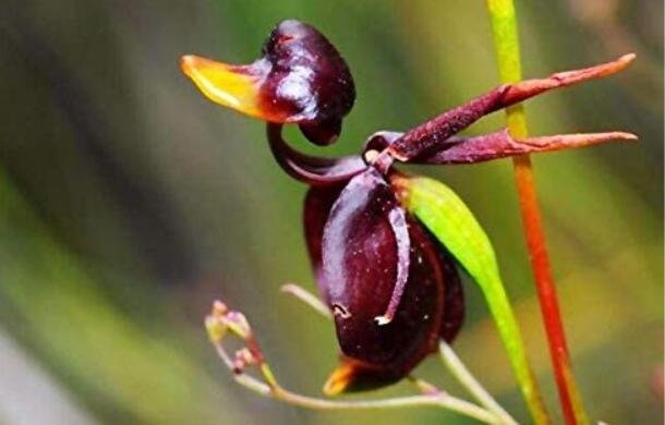 JMS 200 Seeds Flying Duck Orchid Plants For Home Garden China Rare Flowers Beautiful Bonsai Orchids