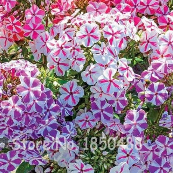 JMS 100 Seeds Phlox Twinkle Stars, Phlox Drummondii Japan Flower Seeds Perennial Flowers Garden Home