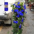 JMS 100Pcs Climbing Mandevilla Sanderi Dipladenia Sanderi See Ed Perennial Flower Potted Plants Diy 