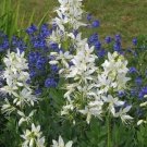 JMS 10 Gas Plant Mix Dictamnus Albus Mixed Colors White Red Pink Lilac Flower (Best Seeds) Can Grow 