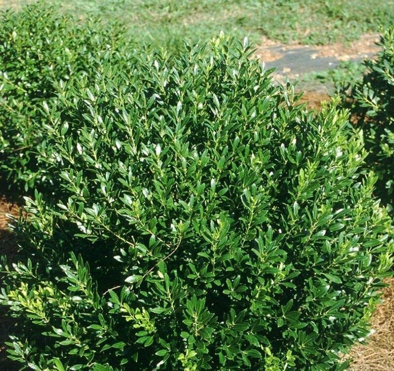 JMS 25 Seeds Eed Ilex Glabra Seeds Non-Hybrid, Open-Pollinated, Suited For Canadian Climate