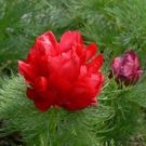 JMS 50Pcs Double Flowering Fernleaf Peony Rubra Plena Fower Seeds