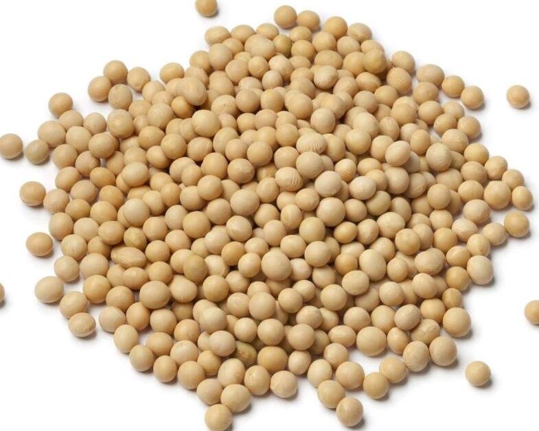 JMS Soybean 100 100 Seeds 100 Seeds Non Gmo Pure Seeds Uses Microgreen Sprouts Sprouting Planting Or
