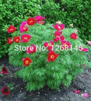 JMS 10Pcs Chinese Peony Flowers Seeds Rose Red Double Flowers