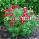 JMS 10Pcs Chinese Peony Flowers Seeds Rose Red Double Flowers