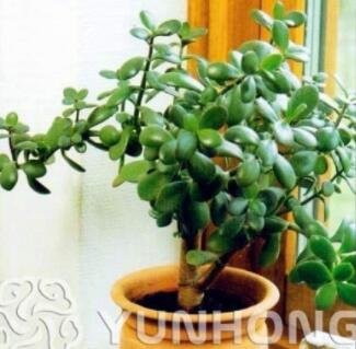 JMS 20Pcs Bonsai Crassula Ovata Plant Bonsai Tree Plant. Rare Japanese Sky Crassula Ovata Plant. Bal
