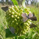 JMS Asclepias Viridiflora | Green Comet Milkweed | 10_Seeds