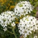 JMS 100 Ornithogalum Saundersiae Plant Seeds