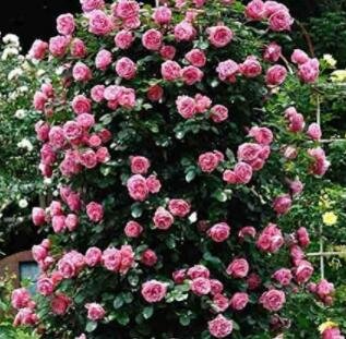 JMS 100Pcs Pink European Rose Climbing Flower Seeds