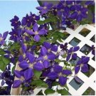 JMS 100Pcs Purple Garden Bonsai Clematis Seeds