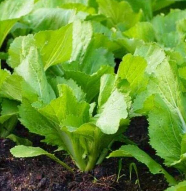 JMS 100Florida Broadleaf Mustard Green Seeds Shealihong Brassica Juncea C I B Xanh Easy To Grow,