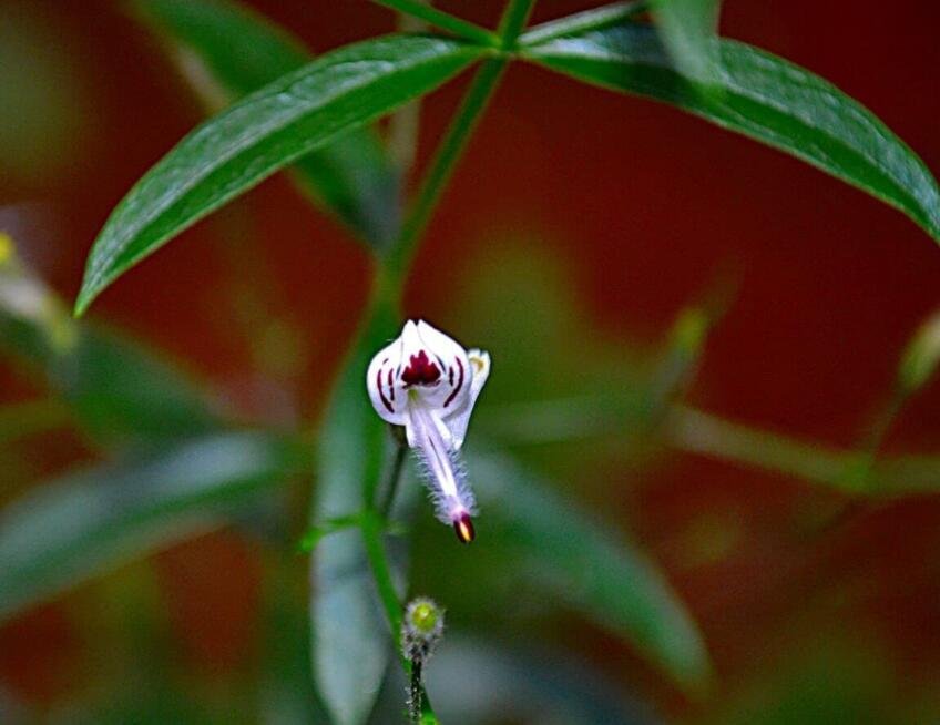 JMS 50 Seeds Andrographis Paniculata Green Chiretta Seeds Non-Hybrid, Open-Pollinated, Suited For Ca