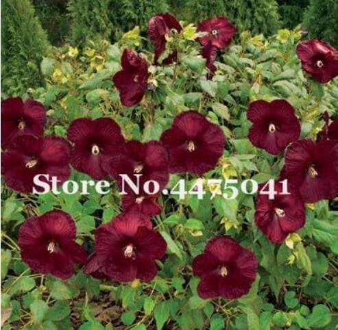 JMS Gaint Hibiscus Rosa-Sinensis Perennial Flower Plant Seeds, Dark Red