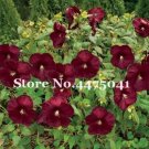 JMS Gaint Hibiscus Rosa-Sinensis Perennial Flower Plant Seeds, Dark Red