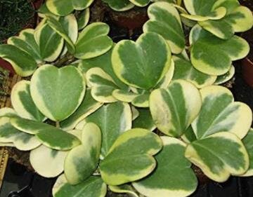 JMS 10 Hoya Kerrii Flower Seeds