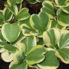 JMS 10 Hoya Kerrii Flower Seeds