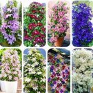 JMS 100Pcs Mixed 9 Types Of Clematis Seeds