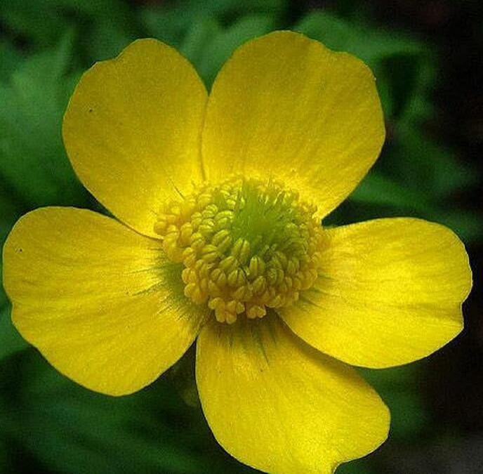 JMS 100 Seeds Wf) Meadow Buttercup Seeds Sunny Beauty Easy To Seasons, Meaningful Gift.