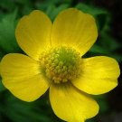 JMS 100 Seeds Wf) Meadow Buttercup Seeds Sunny Beauty Easy To Seasons, Meaningful Gift.