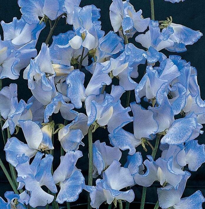 JMS 40 Organic Blue Ripple Sweet Pea Lathyrus Odoratus Seeds For Pollinators And Bees Cottage Garden