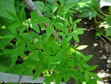 JMS 20 Chipilin Guatemalan Vegetable Seeds