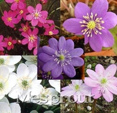 JMS 100Pcs/Bag Hepatica Nolilis Bonsai Flower Beautiful Watch Bonsai Plants