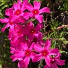 JMS Phlox Subulata Wild Pink Moss Phlox 30 Seeds Easy To Seasons, Meaningful Gift