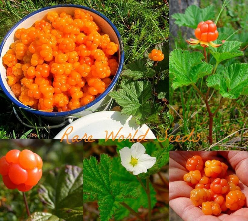 JMS Seeds Rare And Special Cloudberry (Rubus Chamaemorus) Artic Raspberry JMS 100 Seeds