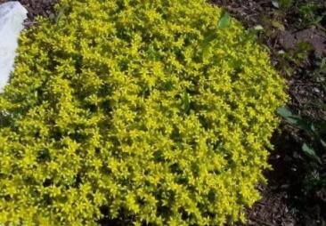 JMS 200 Golden Acre Sedum Stonecrop Gold Moss Flower Seeds