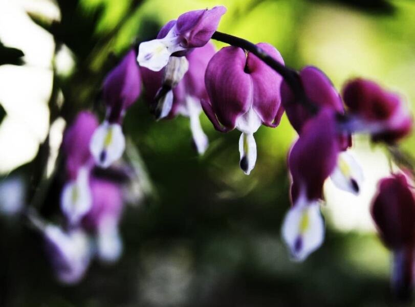 JMS Dicentra Spectabilis Seeds  Purple Aurora  Rare Shade Perennial  10 Seeds