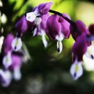 JMS Dicentra Spectabilis Seeds  Purple Aurora  Rare Shade Perennial  10 Seeds