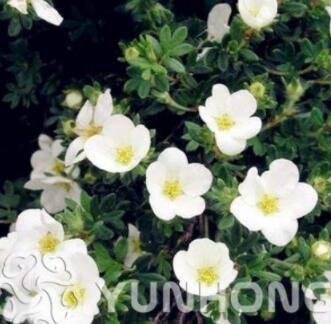 JMS Potentilla Fruticosa Seeds Potentilla Fruticosa Bonsai Plantas Roots Diy Muy F&Atilde;&iexcl;cil Cultivar Hog