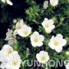 JMS Potentilla Fruticosa Seeds Potentilla Fruticosa Bonsai Plantas Roots Diy Muy Fácil Cultivar Hog
