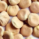 JMS 100 Seeds Lupini Beans Seed Sweet Lupini (Lupinus Albus) Grow Italian National Snack Easy To Gro