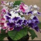 JMS 100 Streptocarpus Concorde Mix Flower Seeds