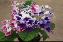 JMS 100 Streptocarpus Concorde Mix Flower Seeds