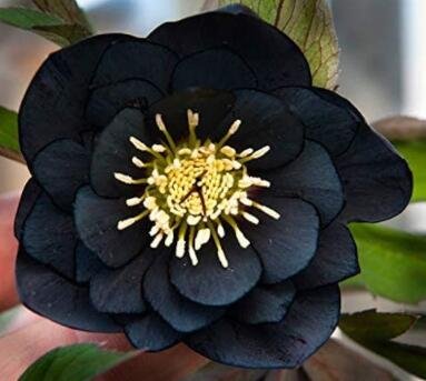 JMS 10Pcs Black Hellebore Flower Seeds