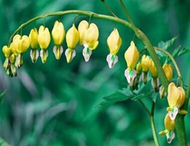 JMS Bleeding Heart Seeds Canary Yellow Rare Variety Shade Perennial 20 Seeds