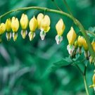 JMS Bleeding Heart Seeds Canary Yellow Rare Variety Shade Perennial 20 Seeds