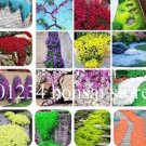 JMS 200Pcs Mixed Creeping Thyme Seeds Cress Rock